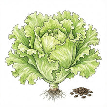 Load image into Gallery viewer, LETTUCE Seeds, Black Seeded Simpson