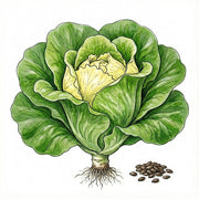 LETTUCE Seeds, Buttercrunch$ 0.99