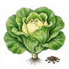 LETTUCE Seeds, Buttercrunch