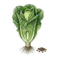 Load image into Gallery viewer, LETTUCE Seeds, Paris Romaine