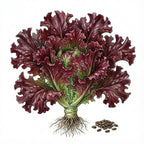 LETTUCE Seeds, Red Salad Bowl