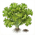 LETTUCE Seeds, Salad Bowl