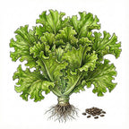 LETTUCE Seeds, Salad Bowl