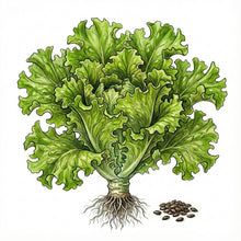 Load image into Gallery viewer, LETTUCE Seeds, Salad Bowl