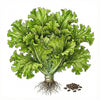 LETTUCE Seeds, Salad Bowl