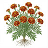 MARIGOLD Seeds, Sparky Mix
