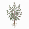 MARJORAM Seeds, Sweet