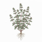 MARJORAM Seeds, Sweet