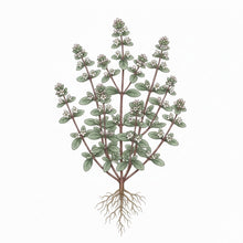 Load image into Gallery viewer, MARJORAM Seeds, Sweet