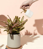Garden Misters - 4 Colors
