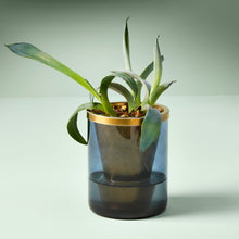 Load image into Gallery viewer, Agave Grow Kit