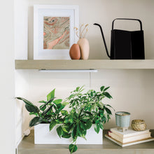 Load image into Gallery viewer, Watering Cans