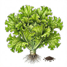 Load image into Gallery viewer, MUSTARD Seeds, Southern Giant Curled