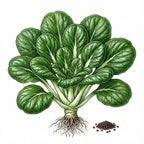 MUSTARD Seeds, Tatsoi