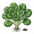 MUSTARD Seeds, Tendergreen