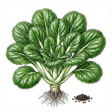 Load image into Gallery viewer, MUSTARD Seeds, Tendergreen