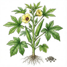Load image into Gallery viewer, OKRA Seeds, Clemson Spineless