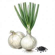 Load image into Gallery viewer, ONION Seeds, White Sweet Spanish
