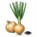 ONION Seeds, Yellow Sweet Spanish