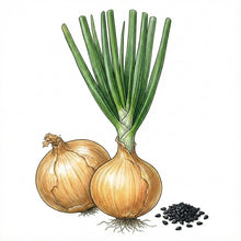 Load image into Gallery viewer, ONION Seeds, Yellow Sweet Spanish