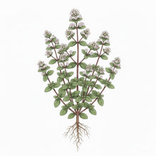 Load image into Gallery viewer, OREGANO Seeds