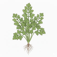 Load image into Gallery viewer, PARSLEY Seeds, Moss Curled