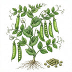 PEA Seeds, Cascadia