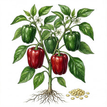 Load image into Gallery viewer, PEPPER Seeds, California Wonder