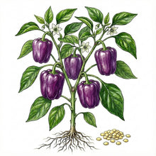 Load image into Gallery viewer, PEPPER Seeds, Purple Beauty