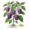 PEPPER Seeds, Purple Beauty