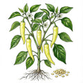 PEPPER Seeds, Sweet Banana