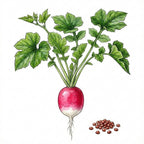 RADISH Seeds, French Breakfast