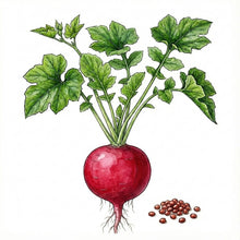 Load image into Gallery viewer, RADISH Seeds, German Giant