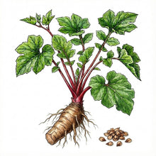 Load image into Gallery viewer, RHUBARB Seeds, Victoria