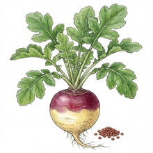 Load image into Gallery viewer, RUTABAGA Seeds, American Purple Top