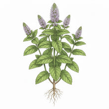 Load image into Gallery viewer, SPEARMINT (Mint) Seeds