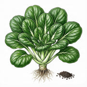 SPINACH Seeds, Bloomsdale$ 1.99