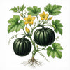 SQUASH (Acorn) Seeds, Table Queen