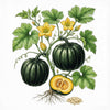 SQUASH (Buttercup) Seeds, Burgess