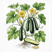 SQUASH Seeds, Black Beauty$ 1.99