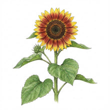 Load image into Gallery viewer, SUNFLOWER Seeds, Autumn Beauty