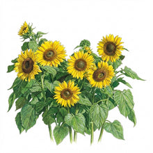Load image into Gallery viewer, SUNFLOWER Seeds, Incredible Dwarf