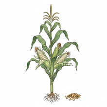 Load image into Gallery viewer, SWEET CORN Seeds, Silver King White