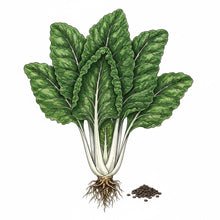 Load image into Gallery viewer, SWISS CHARD Seeds, Fordhook Giant
