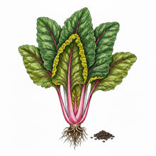Load image into Gallery viewer, SWISS CHARD Seeds, Ruby Red