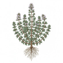 Load image into Gallery viewer, THYME Seeds