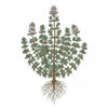 THYME Seeds