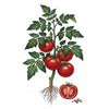 TOMATO Seeds, Brandywine Red