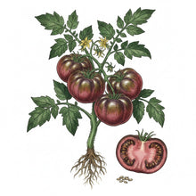 Load image into Gallery viewer, TOMATO Seeds, Cherokee Purple