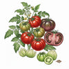 TOMATO Seeds, Heirloom Blend